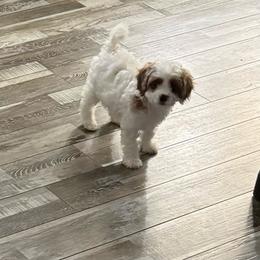 Sabrina - Blenheim female Cavapoo puppy in Wayland, New York from Loris Pampered Pooches💕