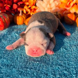 Blue Fawn Girl - Blue female Boston Terrier puppy in Corsicana, Texas from JT Bostons