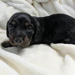 Dough 2300 - Black and tan male Dachshund puppy in Sonora, Kentucky from Maple Hill Miniature Dachshunds