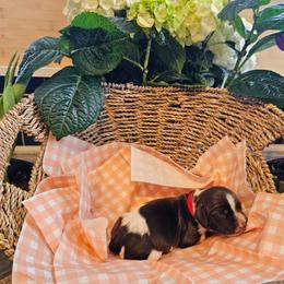 English Springer Spaniel Puppies from Hearthstone Springers