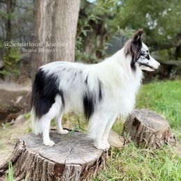 Shetland Sheepdog puppies from Sensational Shelties