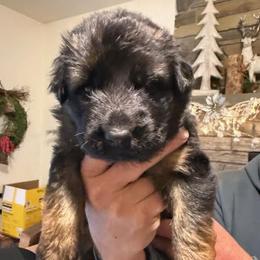 2nd Pick - Black and red female German Shepherd puppy in Snohomish, Washington from Wataha Shepherds
