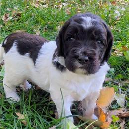 Chandler - male Newfypoo puppy in South Haven, Minnesota from Hidden Haven Poodles and Doodles