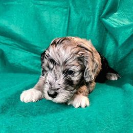 Rudolph (Blue) - Merle male Goldendoodle puppy in Peoria,  Az, Arizona from Not Just "Golden" Doodles