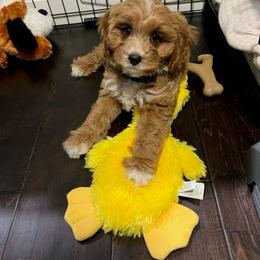 Cavalier King Charles Spaniel, Cavapoo, Havanese, Havapoo, and Poodle Puppies from West Cobb Dogs
