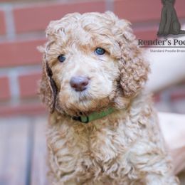 Green - Cream male Poodle puppy in Palmetto, Georgia from Renders Poodles