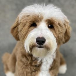 Charley - Goldendoodle