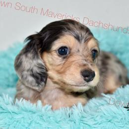 Black and cream dapple - Dapple male Dachshund puppy in Seminary, Mississippi from Down South Mavericks Dachshunds