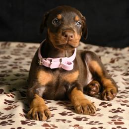 Skye - Red and rust female Doberman Pinscher puppy in Overton, Texas from Obsidian Kennel