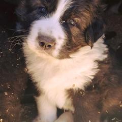 Karakachan Puppies from Karluk Acres Karakachans