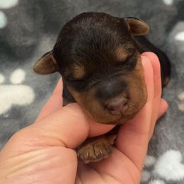 Lexi - Black and tan female Welsh Terrier puppy in West Plains, Missouri from Sycamore Ridge Puppies