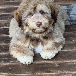 Companion Cross and Havanese Puppies from With Love Breeding Co.