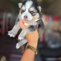 Pilot - Black and white male Pomsky puppy in Mc Callsburg, Iowa from SZ Rolling Acres LLC