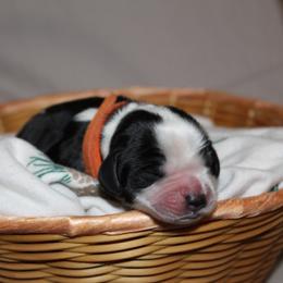 Hickory - Black and white male English Springer Spaniel puppy in Lexington, South Carolina from House Tiner Springers