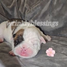 Sweetie - Red brindle and white female Bulldog puppy in Granville, Iowa from Wrinkly Blessings English Bulldogs