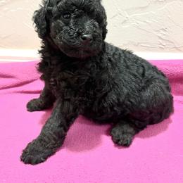 Black female 2 - Black female Poodle puppy in Williston, Florida from JD French Bulldogs, Mini Poodles, and Border Collies
