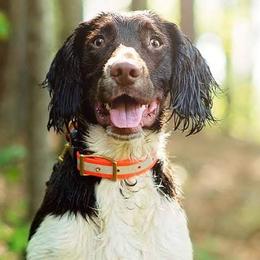 English Springer Spaniels from Harenberg Working Dogs