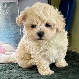 Thai - Cream male Maltipoo puppy in Colonial Beach, Virginia from BeachRidge Pups