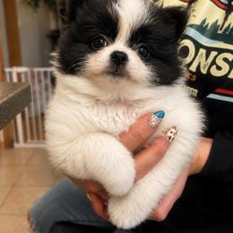 Bonnie - Black parti female Pomeranian puppy in Mc Henry, Illinois from Pomeranians