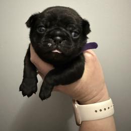 Magic - Black female Pug puppy in Ludowici, Georgia from Royal Destiny Kennels