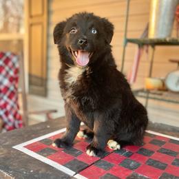 Girl 5 - Black & white female Australian Shepherd puppy in Smithville, Arkansas from Harris Farms and Aussies