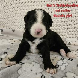 Girl 1 - Black and white female Bernedoodle puppy in Schertz, Texas from Kat's Teddydoodles