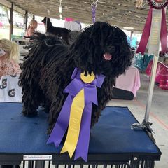 BELLA - Puli