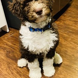 Goldendoodle Puppies from Labradoodleday
