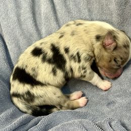 Dart - Blue merle male Australian Shepherd puppy in Mount Vernon, Texas from RJ's Aussie Posse