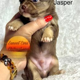 Chihuahua Puppies from Sunset Eves Chihuahuas