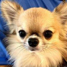 Chihuahuas from Bandits