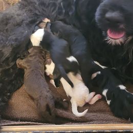 Portuguese Water Dog Puppies from Alto Mare PWDs