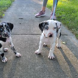 Catahoula Leopard Dog Puppies from Peach Tree Catahoulas