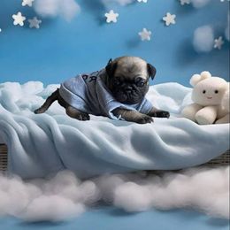Woody - Fawn male Pug puppy in Winter Haven, Florida from Precious Paws