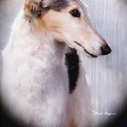 Borzoi All Grown Up from Agust Borzoi
