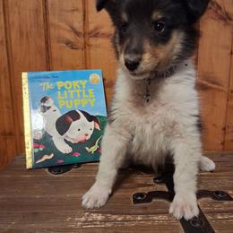 Dallas - Black white and tan male Collie puppy in Montpelier, Virginia from Gun Barrel Collies