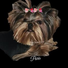 Yorkshire Terrier All Grown Up from Reese's Angelface Yorkies