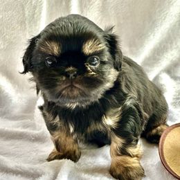 Mickey - Black and tan male Shih Tzu puppy in Kettering, Ohio from LaDawn’s Little Lions