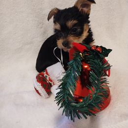 Girl 2 - Black and gold female Yorkshire Terrier puppy in St. Louis, Missouri from Yorkieville Kennel