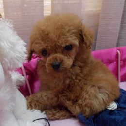 Poodle Puppies from Lowry Toy Poodles