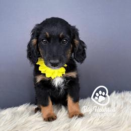 Sapphire - female Goldendoodle puppy in Utah County, Utah from Big Hearted Breeders
