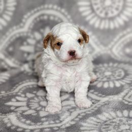 Coconut - Parti male Poodle puppy in Hoagland, Indiana from Kandyland Kennels