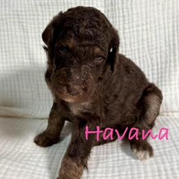 Havana - Brown female Poodle puppy in Carrollton, Georgia from Dande Poodles, LLC