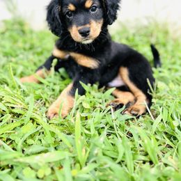 Aussiedoodle Puppies from Casee Wisniewski