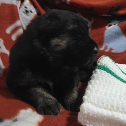 Oren - Black and tan male German Shepherd puppy in Leon, West Virginia from Heart2Heart Kennels