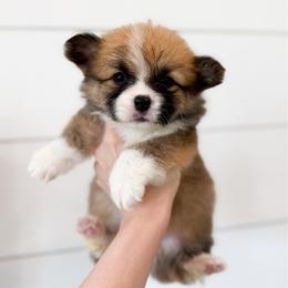 Mr. Laurence - Yellow (Fluffy) - Sable male Pembroke Welsh Corgi puppy in Milan, Georgia from Williams’ Welsh Corgis LLC