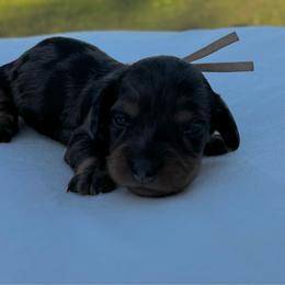 Tiffany - Dapple female Dachshund puppy in Athens, Alabama from Weidenthal Dachshunds