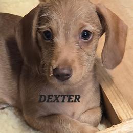 Dexter-wirehair - Red male Dachshund puppy in Blair, Oklahoma from North Fork Doxies-Okla