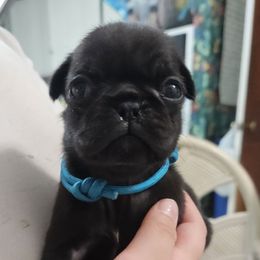 Black Girl - Black female Pug puppy in Rutherfordton, North Carolina from Sweetie Pie Pugs