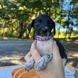 Jasmine - Black and white female German Shorthaired Pointer puppy in Dugspur, Virginia from Pilgrims Trails Shorthairs